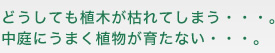 どうしても植木が枯れてしまう・・・。中庭にうまく植物が育たない・・・。
