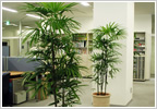観葉植物リース