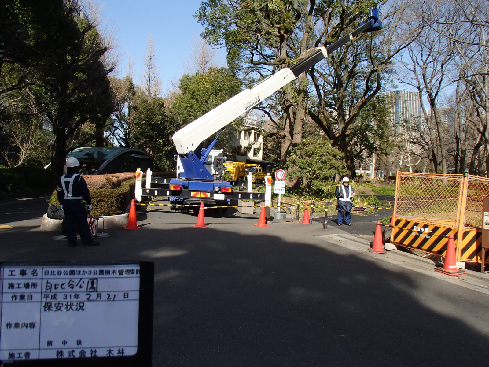 日比谷公園　高木剪定